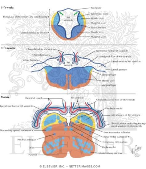 Development of the Fourth Ventricle