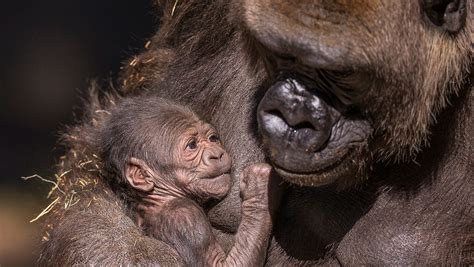 Baby zoo animals to visit during the holidays