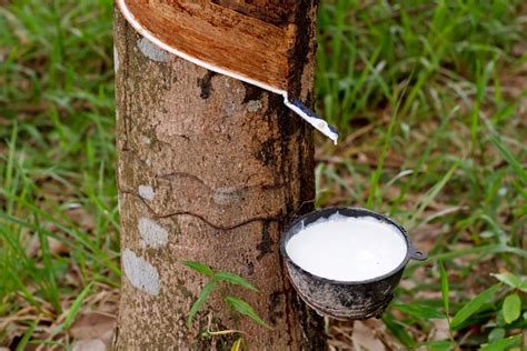 Rubber Plantation in Sri Lanka - Travel Destination Sri Lanka