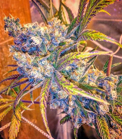 Green Crack feminized seeds for sale by Humboldt Seeds - Herbies