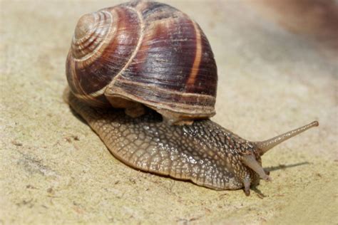 Snails: Characteristics, properties, types and more....