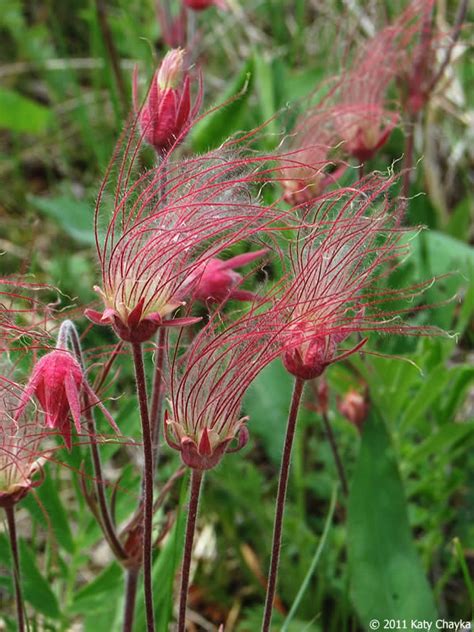 Geum triflorum (Prairie Smoke): Minnesota Wildflowers