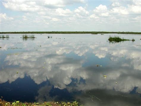 Freshwater Marshes – South Florida Aquatic Environments