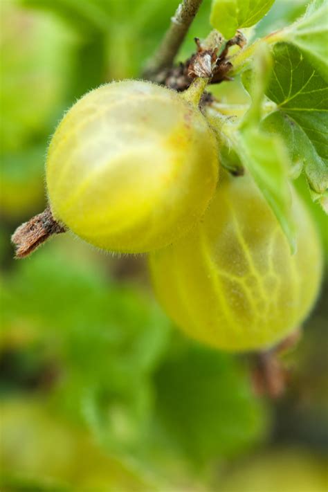 Gooseberries Free Stock Photo - Public Domain Pictures