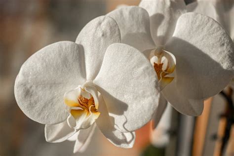 Phalaenopsis Species (Phalaenopsis Equestris) Stock Image - Image of nature, bright: 32501489