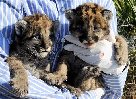 Florida Panther Update: Handling FP175’s Kittens: a Volunteer’s Perspective