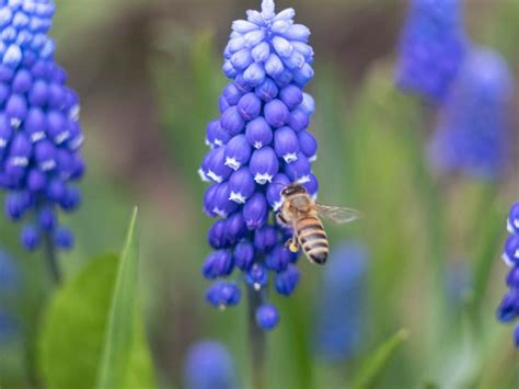 Best Bulbs For Pollinators In Spring