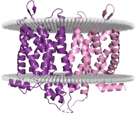 Mu Receptors – Opioid Peptides