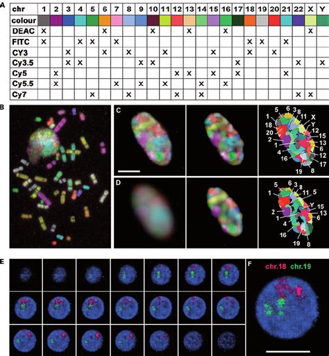 Multicolor FISH using wide-field microscopy. ( A–F ) Mapping all... | Download Scientific Diagram