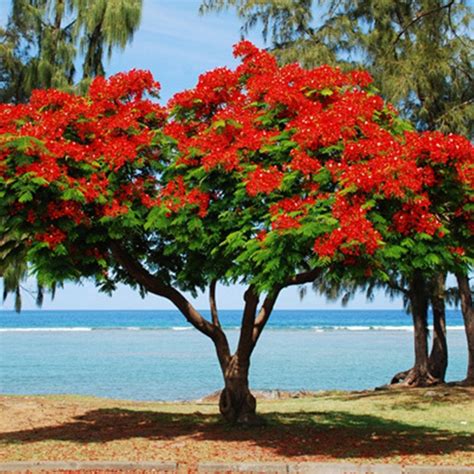 Royal Poinciana Seeds Perennial Ornamental NON GMO for | Etsy