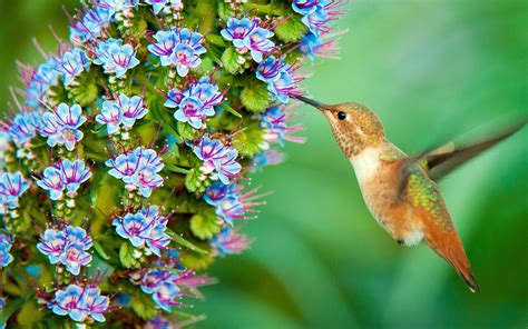 Vida Silvestre colibrí-Spring Bird Photo Wallpaper Avance | 10wallpaper.com