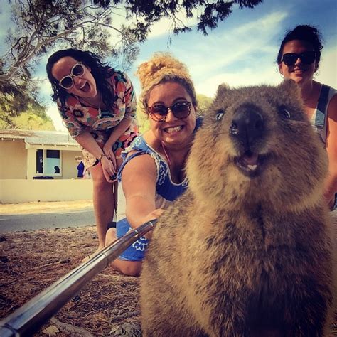 22 Funny Quokka Selfies That Have Become Internet Sensations - TechEBlog