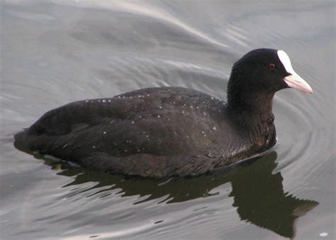 Coot - Wikipedia