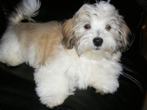 Havanese - Puppies, Rescue, Pictures, Information, Temperament ...