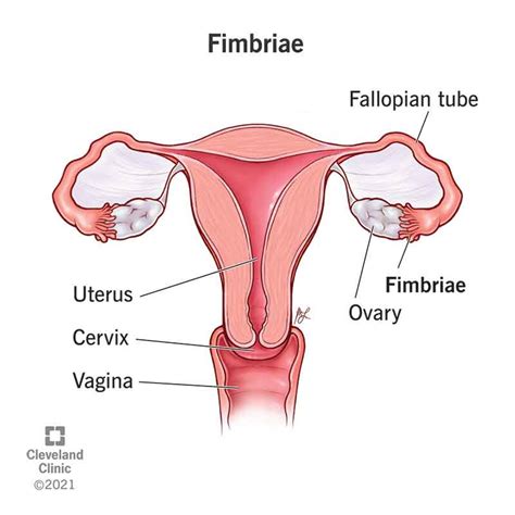 Fimbriae Of The Uterine Tube: Anatomy & Function