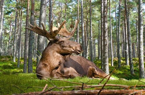 Moose Facts & Information (Alces alces) - World Deer