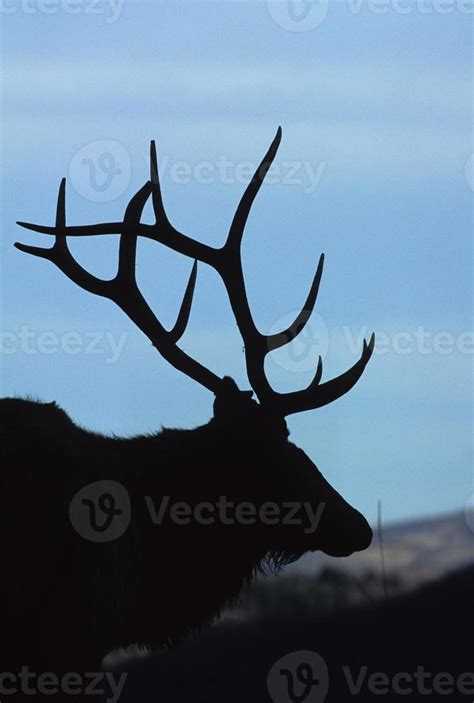 Silhouette of a Bull Elk 842291 Stock Photo at Vecteezy