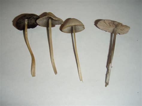 psilocybe silvatica?? - Mushroom Hunting and Identification - Shroomery ...