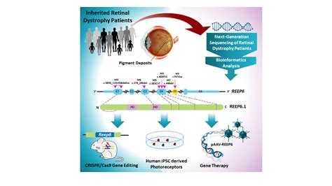 Improving the view on the genetic causes of retinitis pigmentosa - Baylor College of Medicine ...