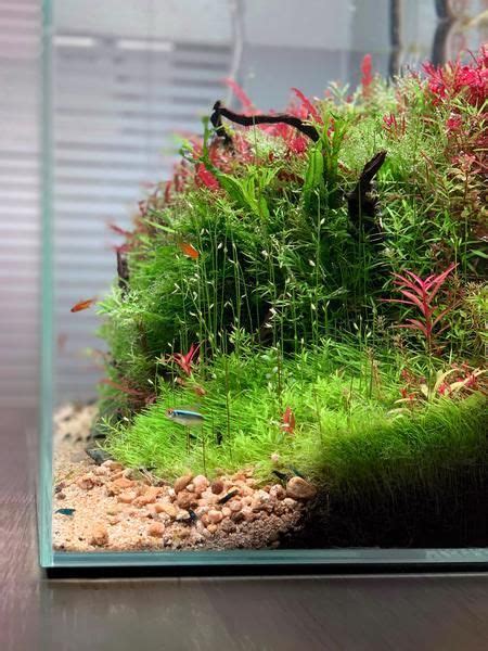 A Beginner's Guide to Keeping Shrimp | Planted aquarium, Shrimp tank, Nano aquarium