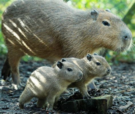 Belfast Zoo Welcomes Baby Capybaras | Baby Zoo Animals | Live Science