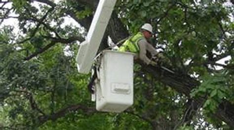 OSHA Hazard Bulletin Details Tree-Trimming Hazards and Safety Measures ...