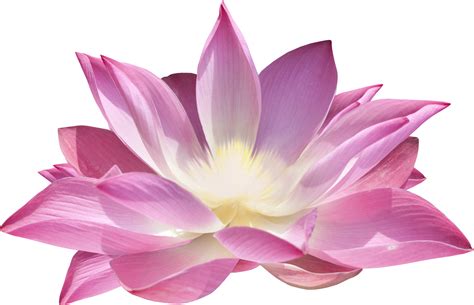 Lotus flower PNG