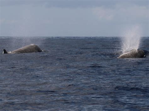 We saw a rare species of beaked whale in Pico ! - Azores Whales