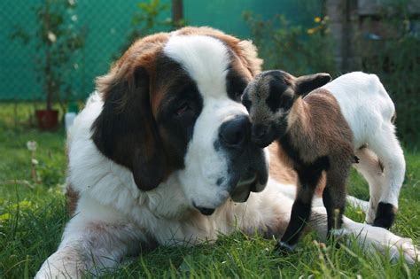 10 of the World’s Biggest Dog Breeds (And How to Care for Them ...