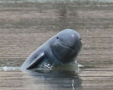 Mekong River Irawaddy Dolphin « Inhabitat – Green Design, Innovation, Architecture, Green Building