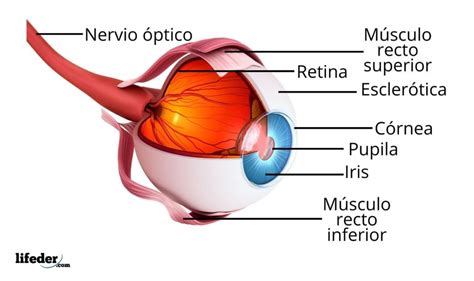 El ojo, partes y funciones