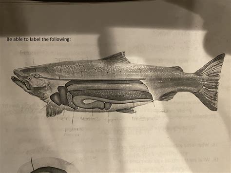 fish anatomy Diagram | Quizlet