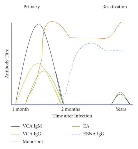 Typical antibody profiles in primary and reactivated EBV infection ...