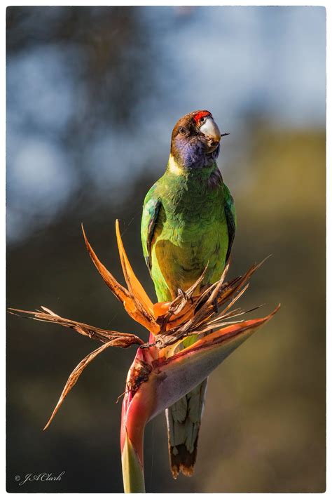 Australian Ringneck - 28_C8A2536w | Australian parrots, Australian birds, Nature reserve