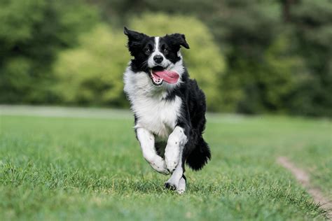 Border Collie - Razas de Perros