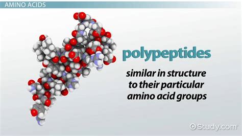 Polypeptide Structure, Formation & Examples - Lesson | Study.com