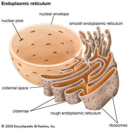 Endoplasmic Reticulum, Golgi Apparatus, Lysosomes, and Mithocondria ...