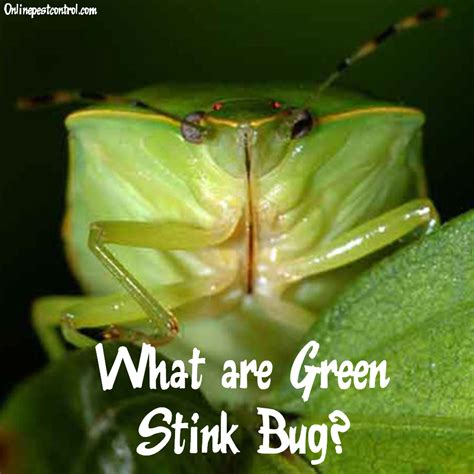 What are Green Stink Bugs and How to Identify Them -Online Pest Control