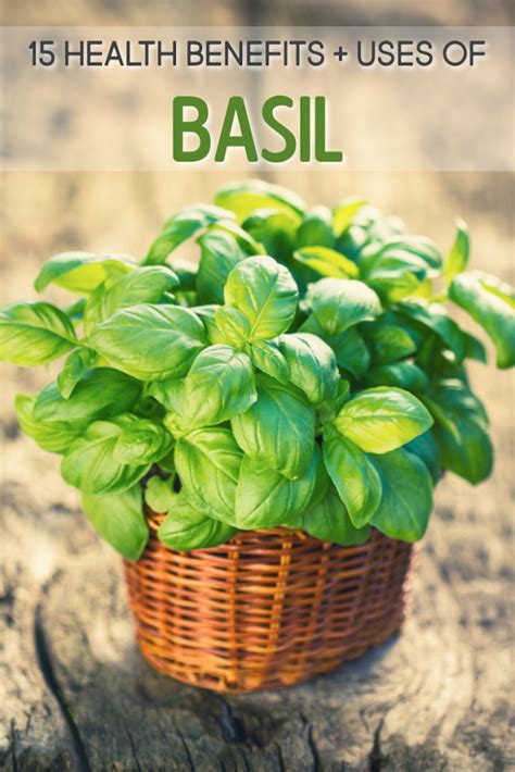 15 Health Benefits of Basil and How to Use it (with Recipes!)