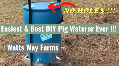 Easiest DIY Pig Waterer Ever! | Don't cut holes in your barrels | Read Description Before ...