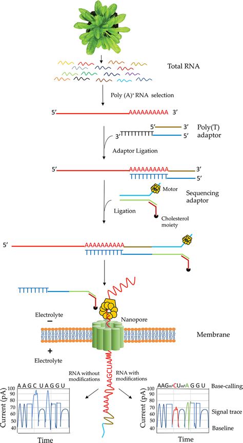 Frontiers | Analysis of Transcriptome and Epitranscriptome in Plants Using PacBio Iso-Seq and ...