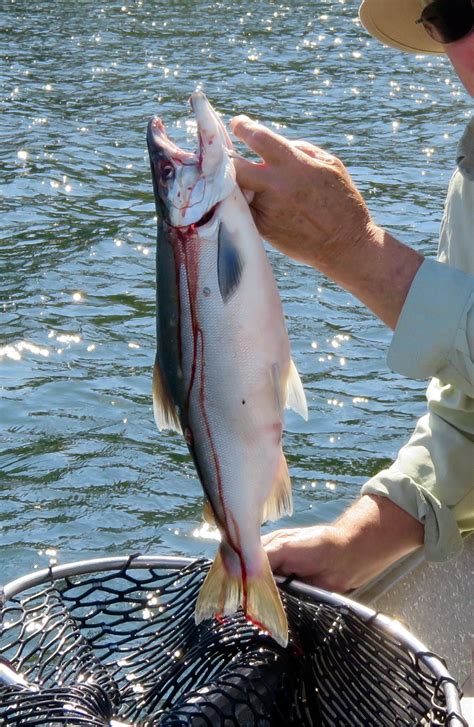 Plump kokanee surprises Rock Lake angler | The Spokesman-Review