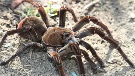 Goliath Birdeater: Facts About The World’s Largest Spider Will Surprise You - News18