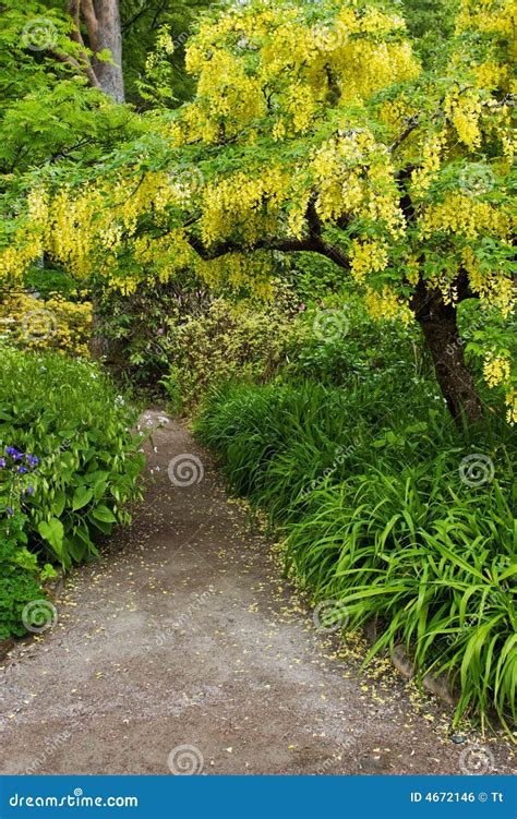 Laburnum Tree Royalty Free Stock Image - Image: 4672146