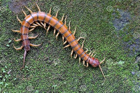 A Centipede is Looking for Prey on a Bush. Stock Photo - Image of centipede, leaf: 258196812