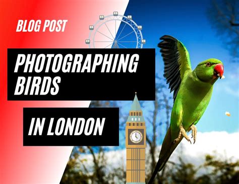 Where to Photograph Birds in London? Top 5 Locations…