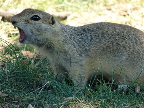 Free Gopher Stock Photo - FreeImages.com