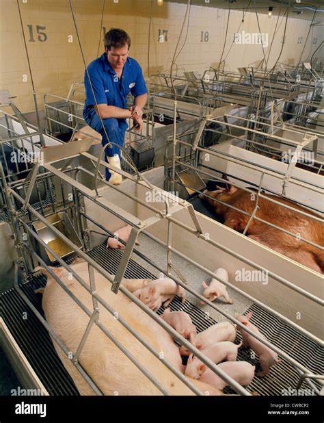 Hog Farrowing Houses