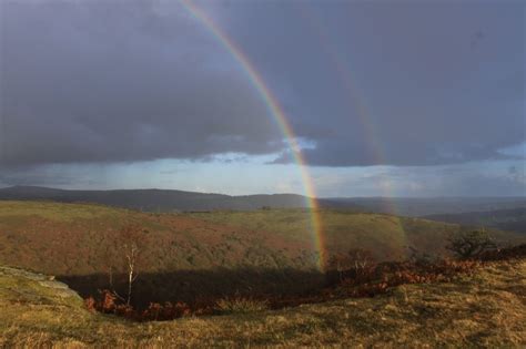 Best Dartmoor Wildlife, Dartmoor, Dartmoor National Park