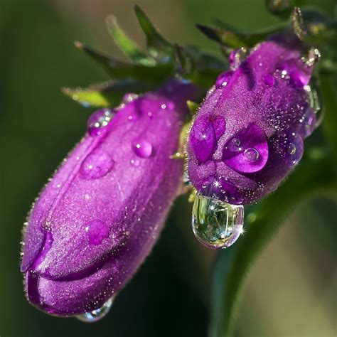 And Then There Are Water Droplets | Water droplets, Annual flowers, Really cool stuff